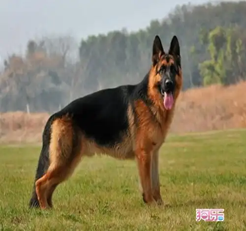 纯种德国牧羊犬幼犬黑背弓背弯腿血统纯种包健康