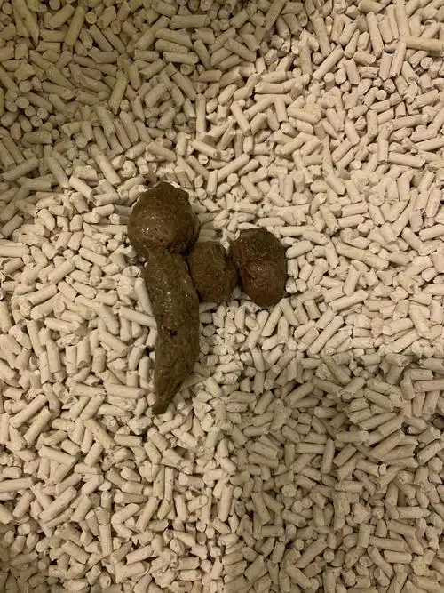 【讨论】有没有人知道猫咪便便有层膜,有图慎入