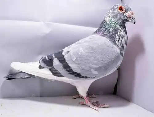 >> 查看拍卖商品