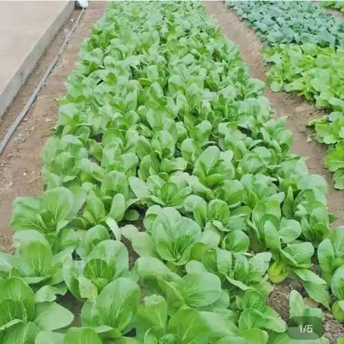 上海青四季蔬菜种子批发 上海青种子农田菜园可盆栽青菜菜籽