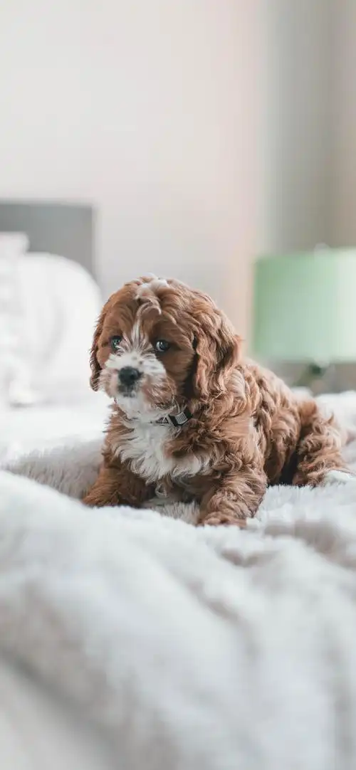 可爱动物萌宠摄影高清手机壁纸