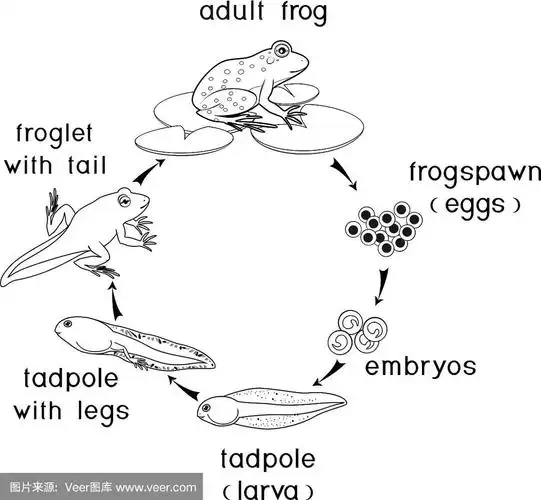 青蛙从卵到成年动物的发育阶段顺序