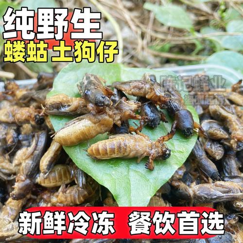 纯野生蝼蛄土狗虫土狗仔新鲜活体冷冻网红高蛋白食用昆虫拉拉蛄