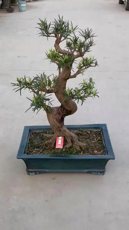 广东本地罗汉松,几个s弯耗费了多少时间与人工.-度小视