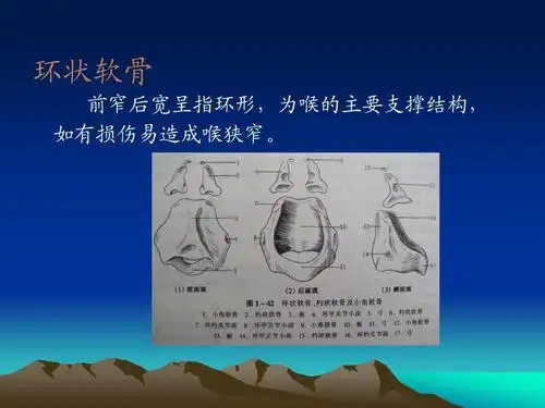 环状软骨 前窄后宽呈指环形,为喉的主要支撑结构, 如有损伤易造成喉