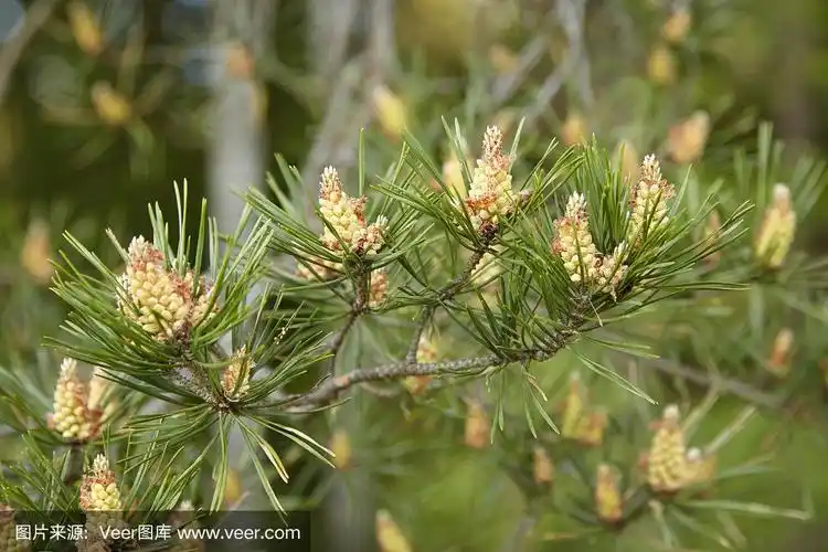 春天,松树上开花的球果