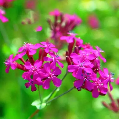 英国tm矮雪轮进口花种子易活藤蔓爬藤垂吊室内阳台四季播种花卉