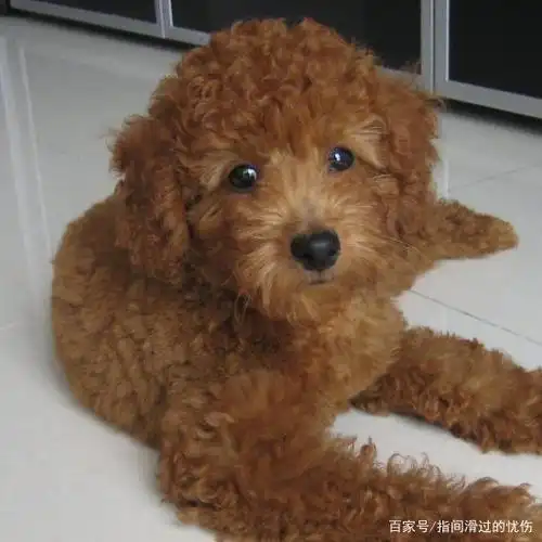 小泰迪好可爱,生来具有的卷毛与众不同,真好玩