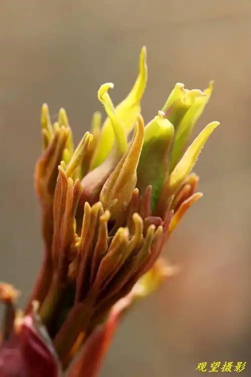 牡丹花的嫩芽也漂亮