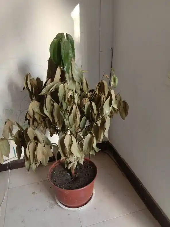 平安树浇足水,出差半个月,回来了叶片下垂干枯的厉害,有补救方法吗