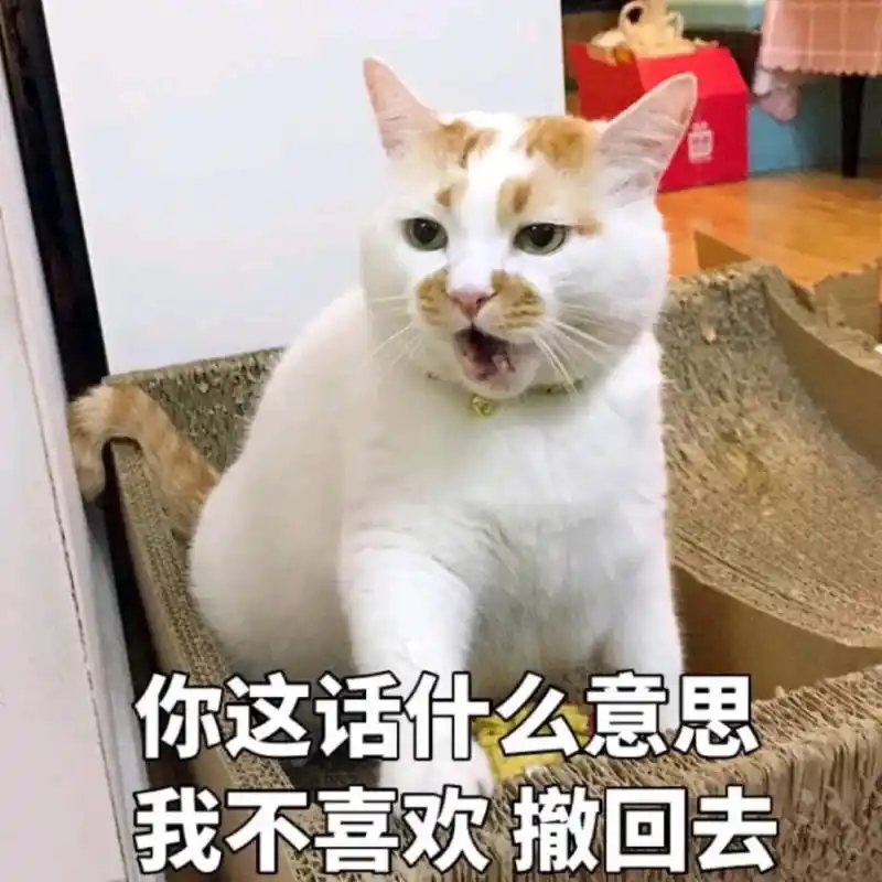 可爱猫咪搞笑表情包人们为什么要上班都不来陪我吗