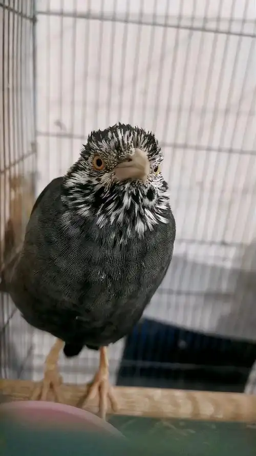 养了5年的八哥变花了变异了