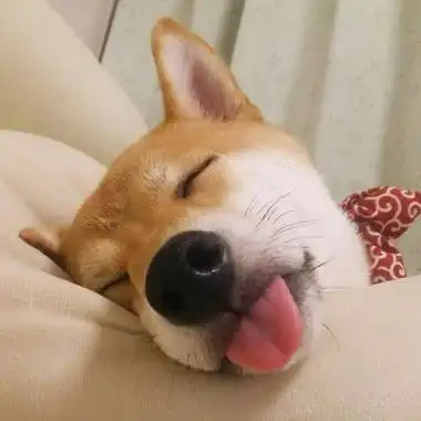 柴犬头像一对柴犬对镜自拍头像