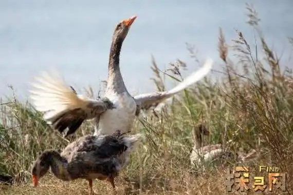 癞蛤蟆吃天鹅肉表情包图片你有收到过这种图片吗