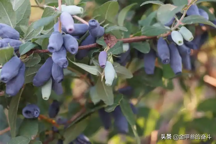 东北水果(东北独有的野生水果)