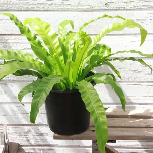 阔叶鸟巢蕨盆栽阳台室内桌面观叶绿植吸甲醛净化空气蕨类植物四季