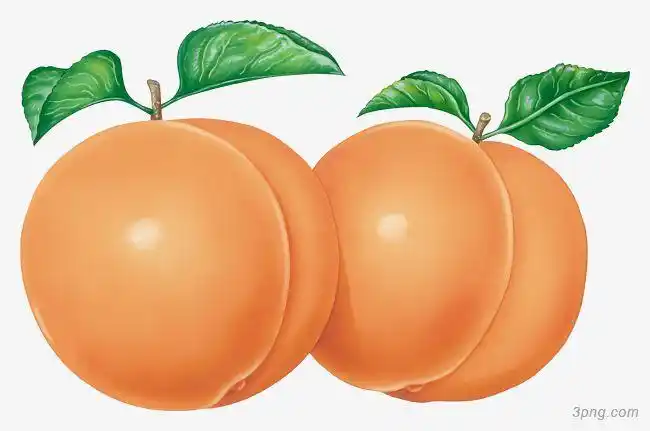 两个黄色杏子png素材透明免抠图片卡通手绘