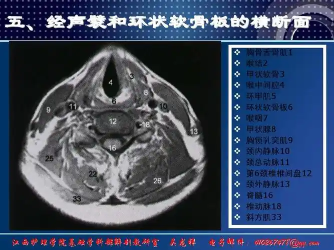 8颈部断层解剖第二节颈部横断层解剖最终