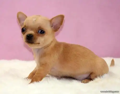 【精品吉娃娃犬】纯种健康—疫苗驱虫做齐—常年营业中