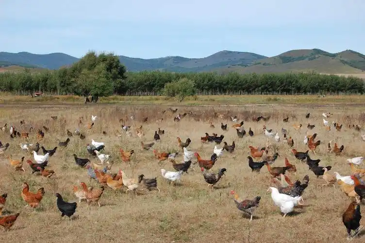 推广体验遂宁最最正宗最最健康的跑山鸡蛋