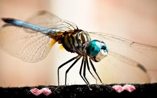 描述: 昆虫蜻蜓-动物摄影壁纸 当前壁纸尺寸: 1920 x 1200