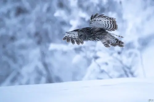 猛禽雪中行长尾林鸮