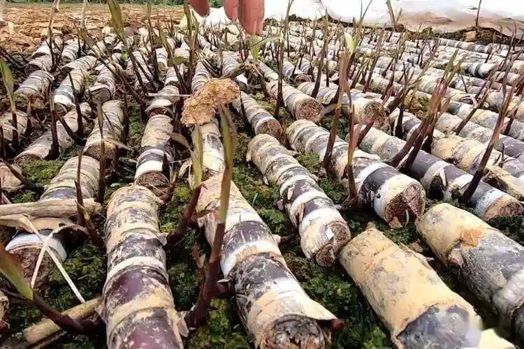 甘蔗的正确打开方式:烤着吃美味加倍!_杆儿