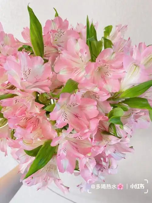 海盛六出花浅粉色草花系