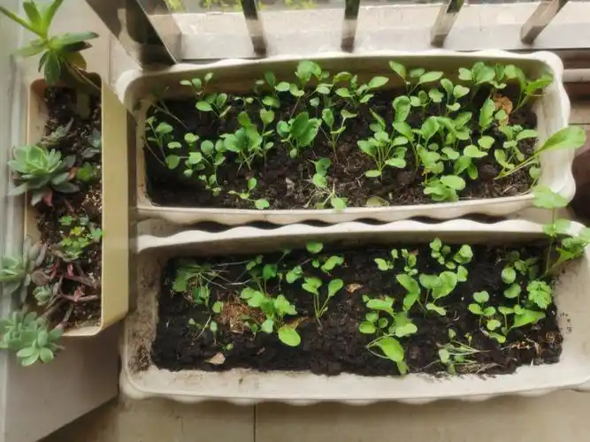 樱桃萝卜长寿花油菜花韭菜