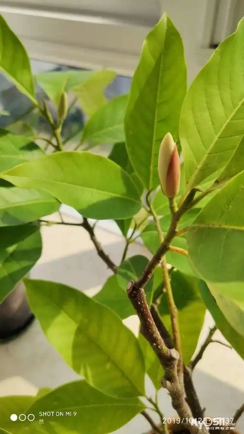 白玉兰是真香,养了一年的小苗,长了大半年的叶子终于