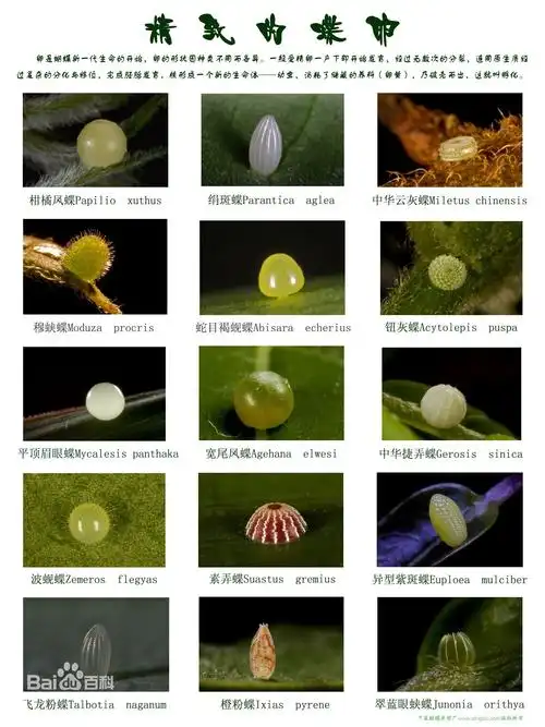 蝴蝶卵图片_百度百科