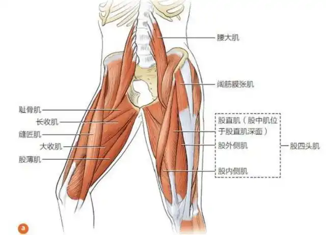 瑜伽解剖-股四头肌 肌肉中的大哥大,保护膝盖塑造腿型都要看它