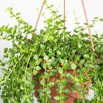 百万心 吊兰植物 垂吊 盆栽 室内 花卉 多肉 钱串钱多多 四季常青