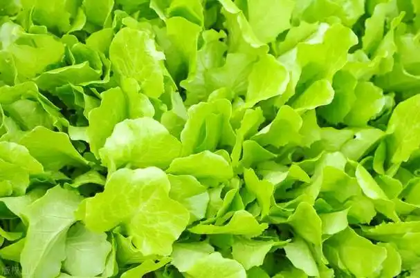 怎样种?按照这7个步骤走,种生菜不走弯路