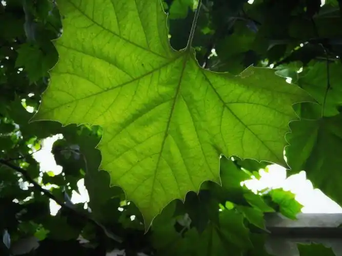 路边随手拍梧桐树叶