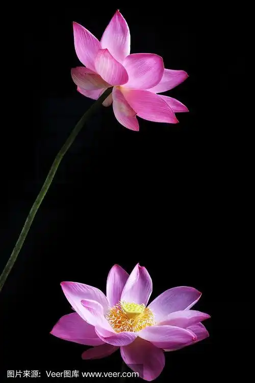 荷花孤立在黑色背景上.
