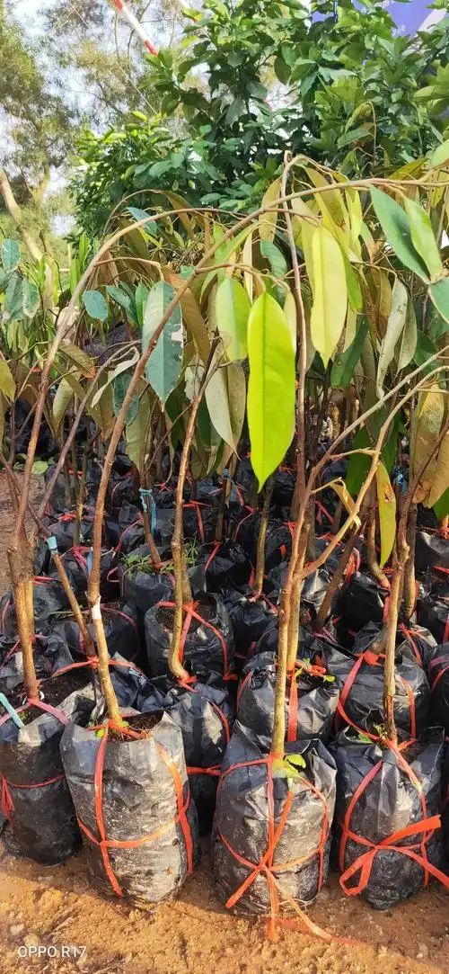 榴莲苗金枕榴莲苗猫山王榴莲苗正品包邮带土球发货