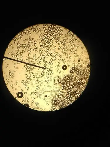 18级药剂六班药植显微镜实验小组:苏晓春49号,陈意影14号