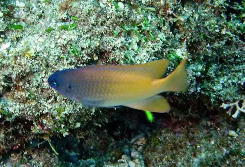 海洋中披着羊皮的狼拟雀鲷