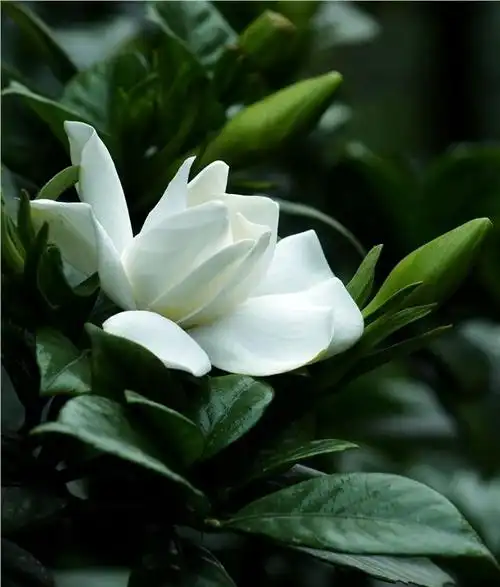 养栀子花,如何养到开花爆盆