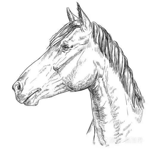 马头轮廓单色隔离在白色背景上. 矢量手绘图