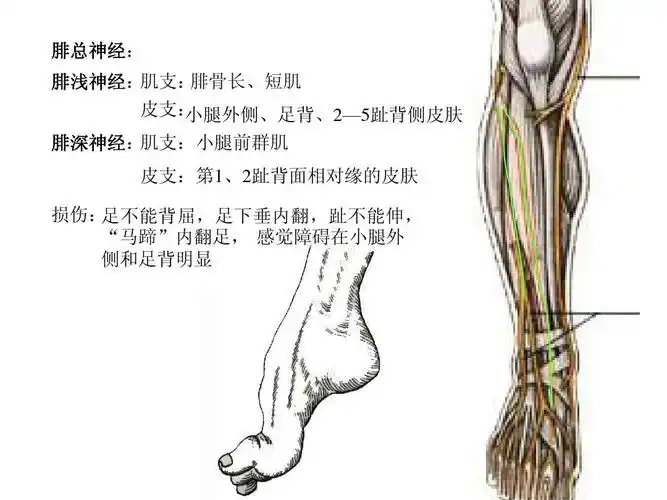 所有分类 医药卫生 基础医学 人体解剖学——脊神经ppt 腓总神经: 腓