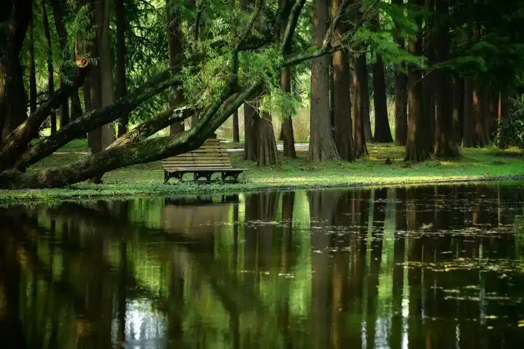 上海共青国家森林公园绿荫蔽日犹如仙境