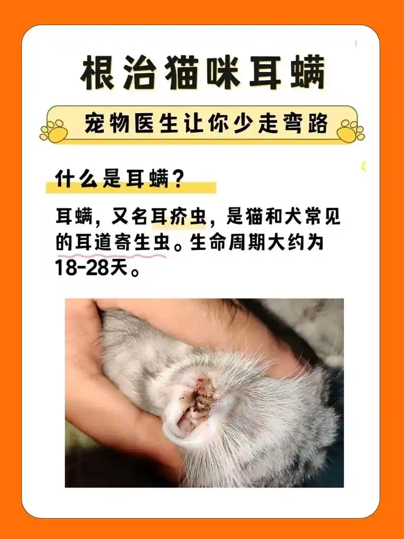 猫咪耳螨一定要处理不然很可能传染主人.