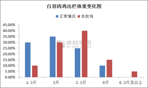 频现6065斤大鸡白羽肉鸡出栏体重为何增加