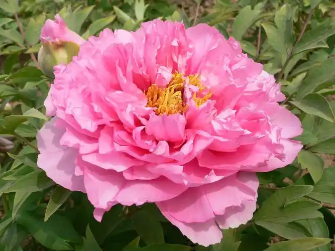 赏在菏泽 牡丹花色系大全_菏泽国际牡丹文化旅游节