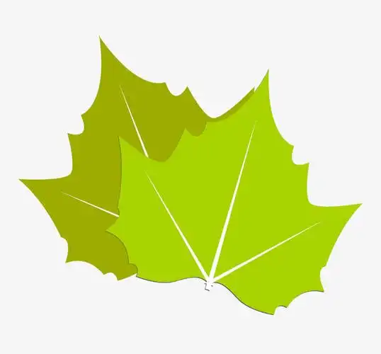 手绘两片梧桐树叶矢量