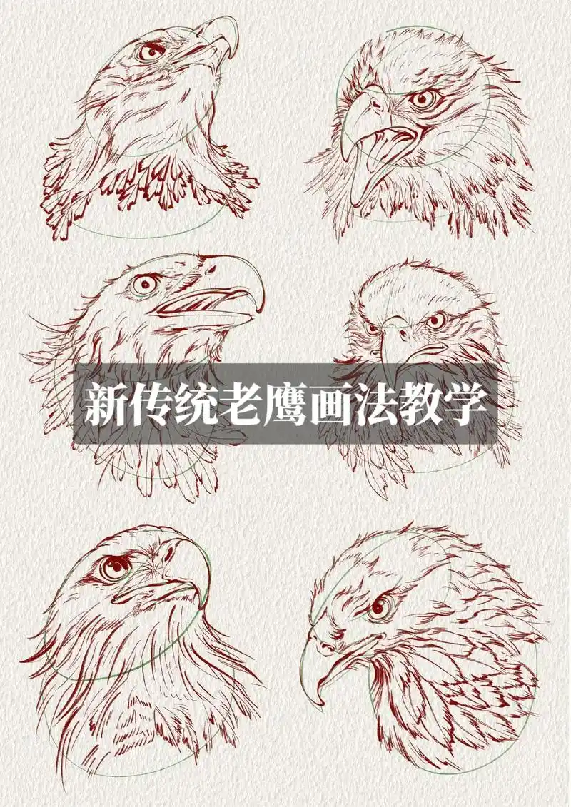 国画 #画画教学 #老鹰画法 - 抖音