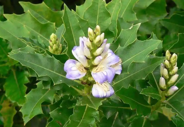 data-lemmaid="8251192">爵床科 /a>老鼠簕属植物,约30余种,分布于