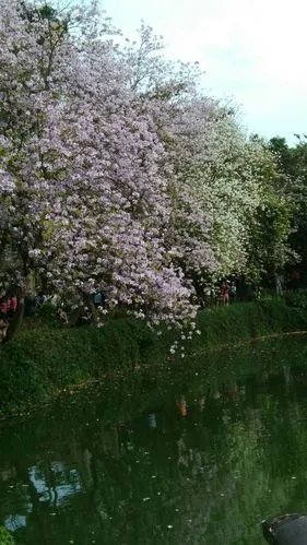 肇庆市七星岩四月紫荆花盛开美翻了